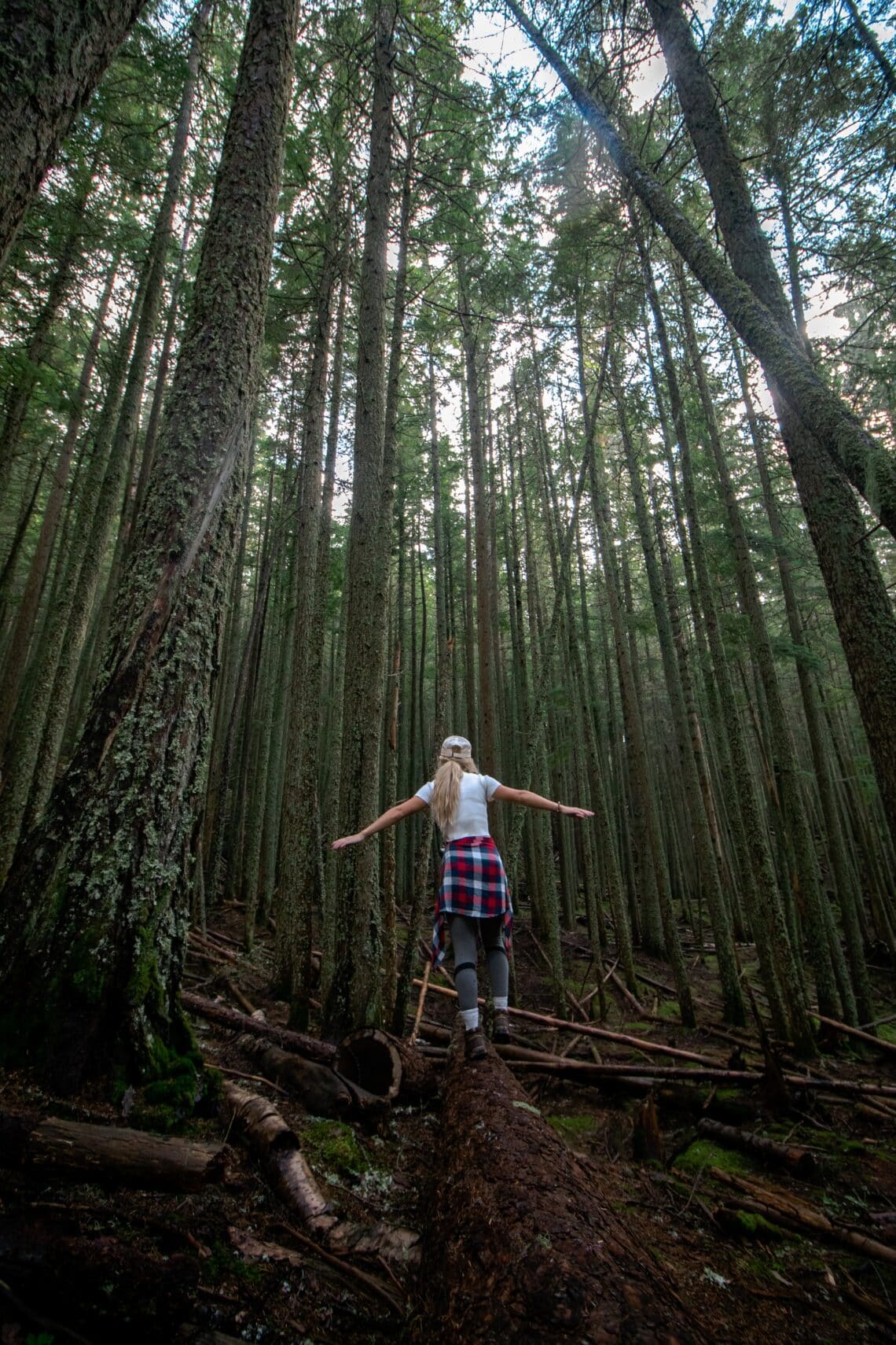 Los secretos de los bosques: Conoce los 4 tipos de bosques que existen