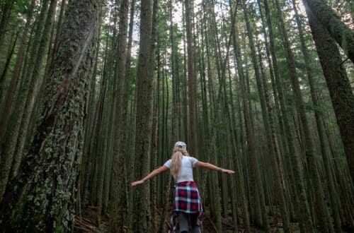 Los secretos de los bosques: Conoce los 4 tipos de bosques que existen